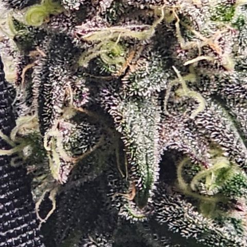 Strawberry Shortcake growlog timeline photo