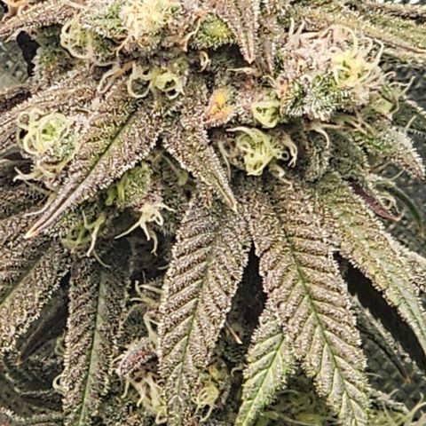 Strawberry Shortcake growlog timeline photo
