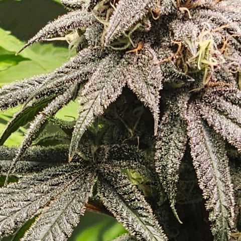 Strawberry Shortcake growlog timeline photo
