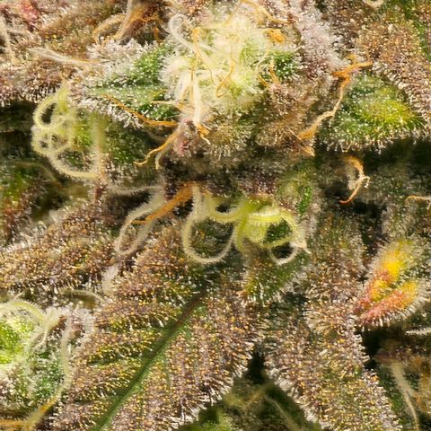 Strawberry Shortcake growlog timeline photo