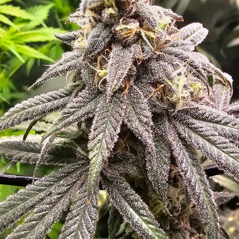 Strawberry Shortcake growlog timeline photo