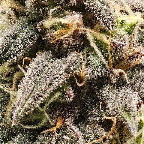Strawberry Shortcake growlog timeline photo