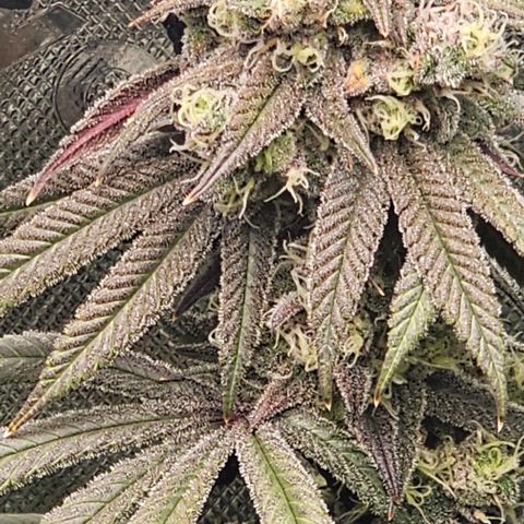 Strawberry Shortcake growlog timeline photo