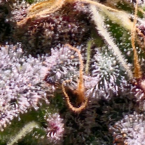 Strawberry Shortcake growlog timeline photo