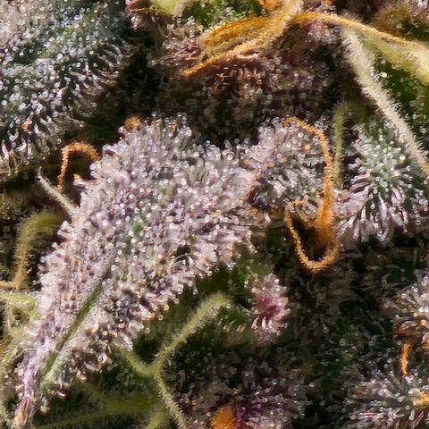 Strawberry Shortcake growlog timeline photo