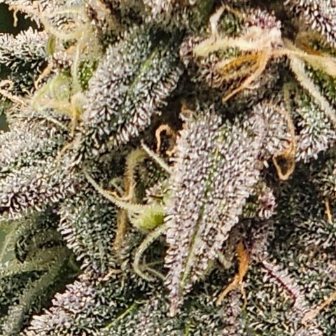 Strawberry Shortcake growlog timeline photo