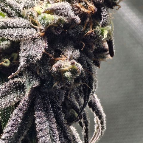 Strawberry Shortcake growlog timeline photo