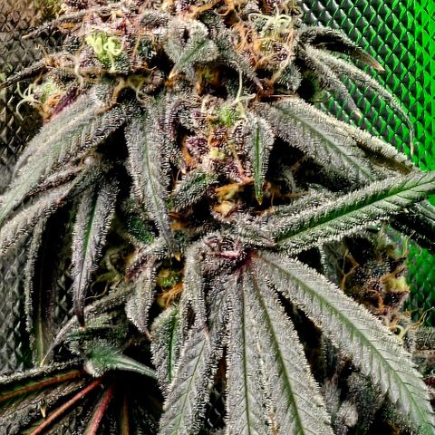 Strawberry Shortcake growlog timeline photo