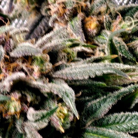 Strawberry Shortcake growlog timeline photo
