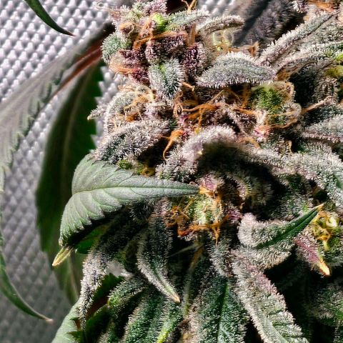 Strawberry Shortcake growlog timeline photo