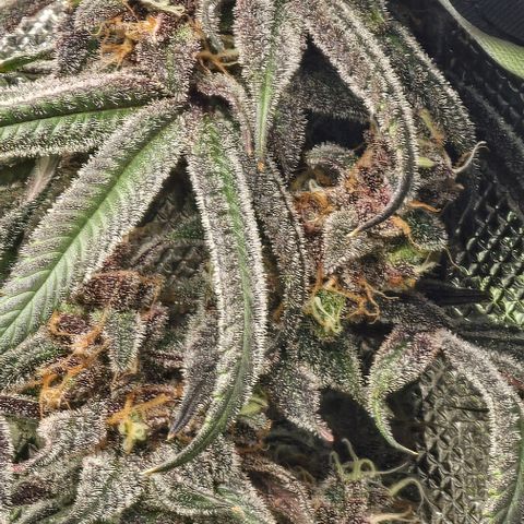 Strawberry Shortcake growlog timeline photo