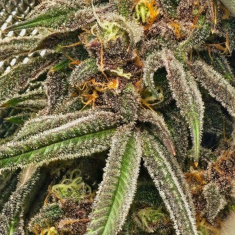 Strawberry Shortcake growlog timeline photo