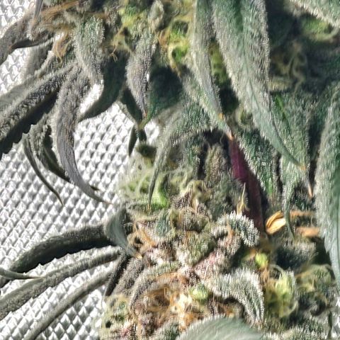Strawberry Shortcake growlog timeline photo