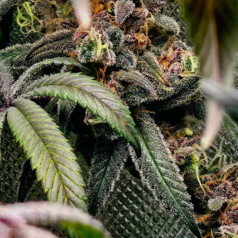 Strawberry Shortcake growlog timeline photo