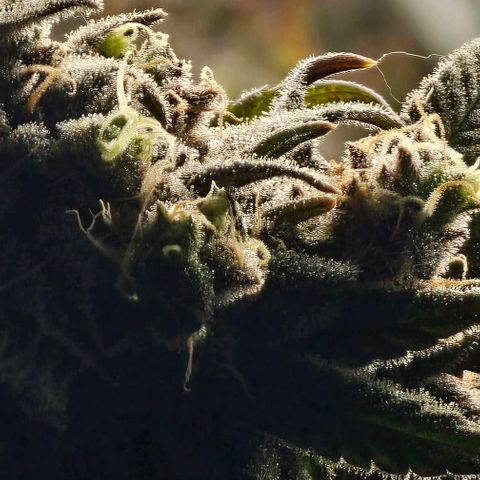 Strawberry Shortcake growlog timeline photo