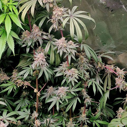 Strawberry Shortcake growlog timeline photo