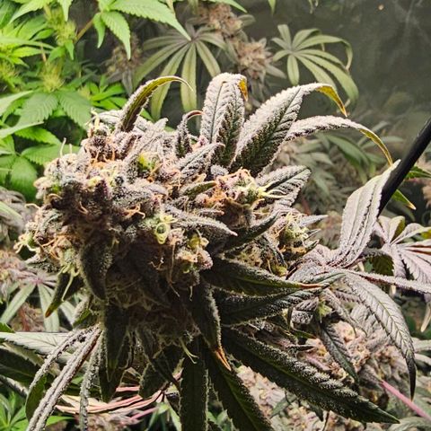 Strawberry Shortcake growlog timeline photo