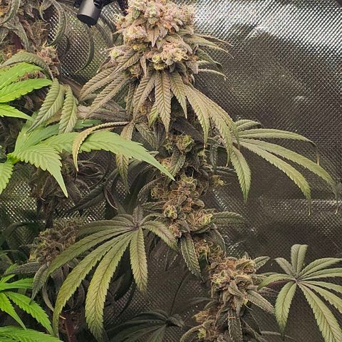 Strawberry Shortcake growlog timeline photo