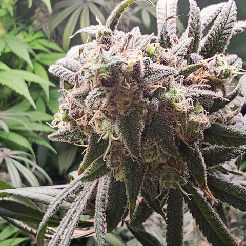 Strawberry Shortcake growlog timeline photo