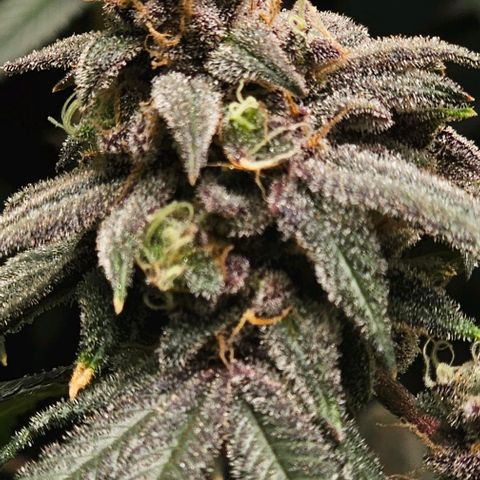 Strawberry Shortcake growlog timeline photo