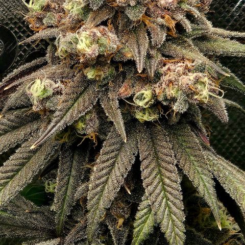 Strawberry Shortcake growlog timeline photo