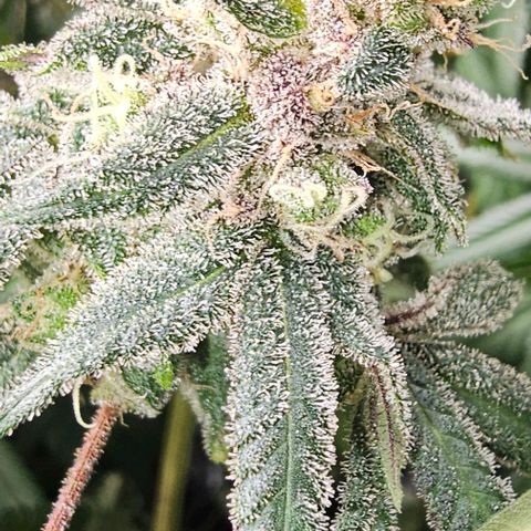 Strawberry Shortcake growlog timeline photo
