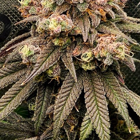 Strawberry Shortcake growlog timeline photo