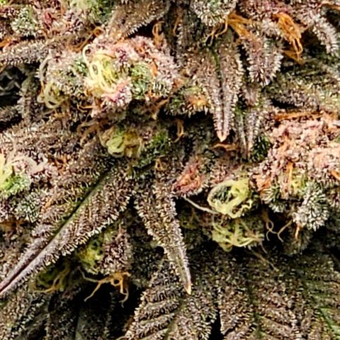 Strawberry Shortcake growlog timeline photo