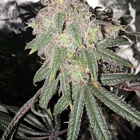 Strawberry Shortcake growlog timeline photo