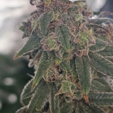 Strawberry Shortcake growlog timeline photo