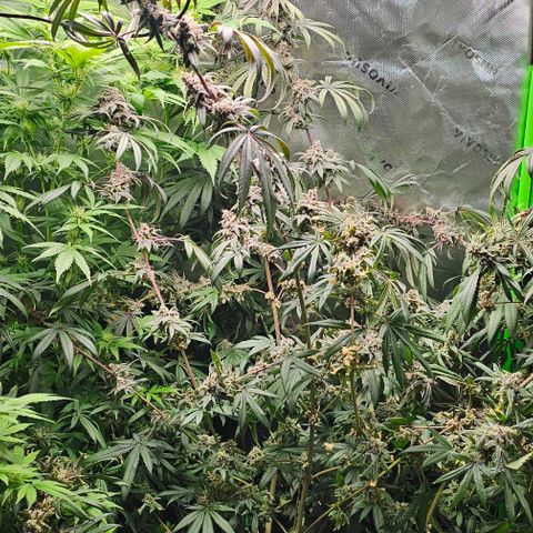 Strawberry Shortcake growlog timeline photo