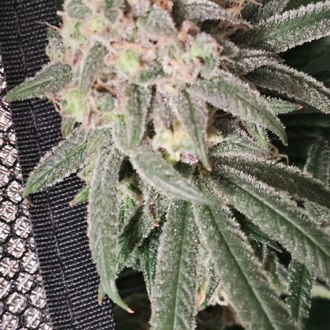 Strawberry Shortcake growlog timeline photo