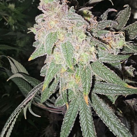 Strawberry Shortcake growlog timeline photo