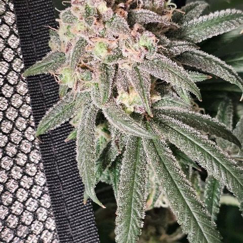 Strawberry Shortcake growlog timeline photo