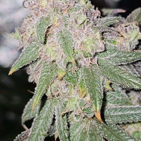 Strawberry Shortcake growlog timeline photo