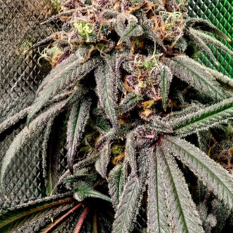 Strawberry Shortcake growlog timeline photo
