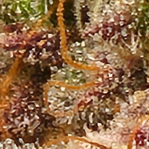 Strawberry Shortcake growlog timeline photo