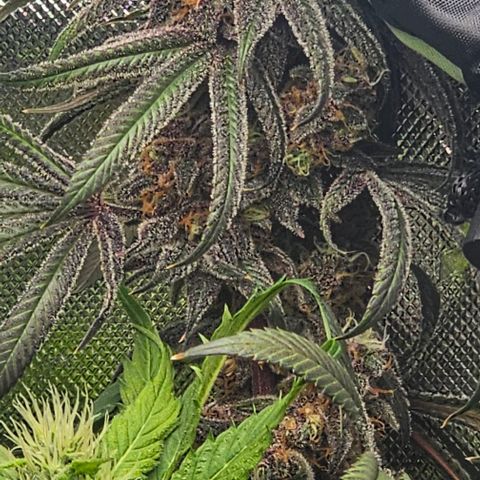 Strawberry Shortcake growlog timeline photo