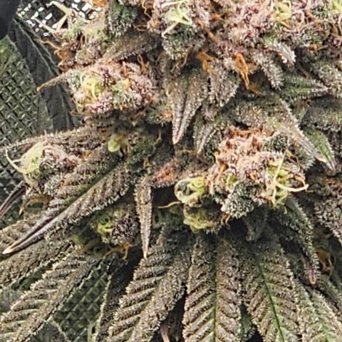 Strawberry Shortcake growlog timeline photo