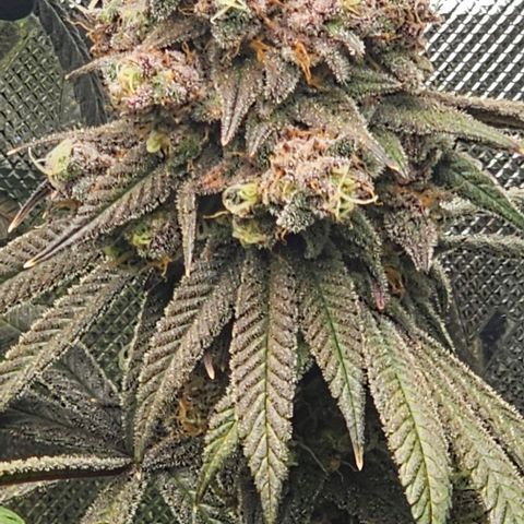 Strawberry Shortcake growlog timeline photo