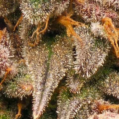 Strawberry Shortcake growlog timeline photo