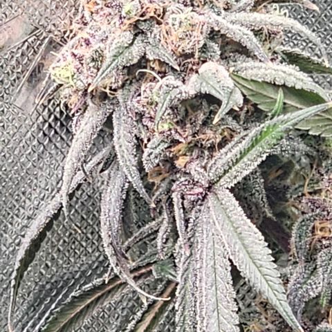 Strawberry Shortcake growlog timeline photo