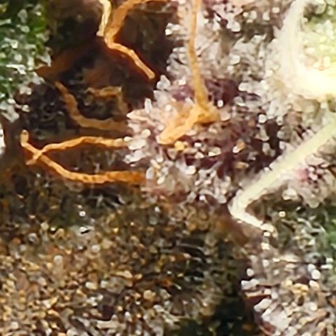 Strawberry Shortcake growlog timeline photo