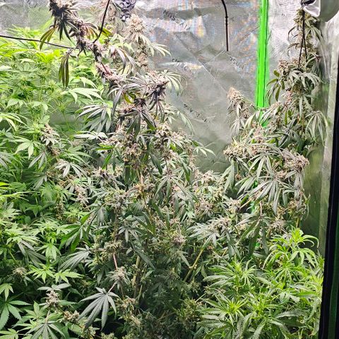 Gold Leaf growlog timeline photo