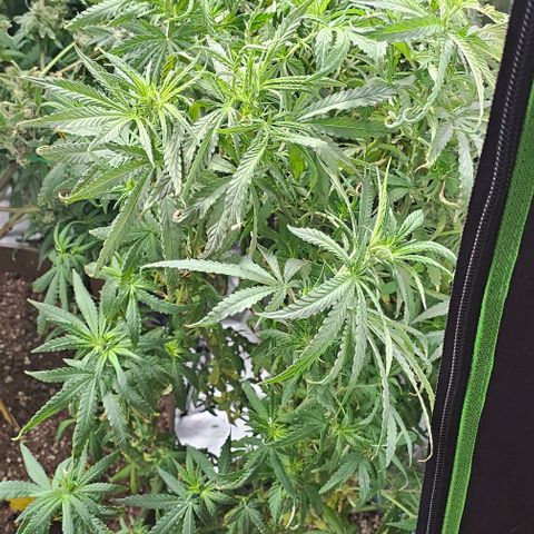 Watermelon Zkittlez growlog timeline photo