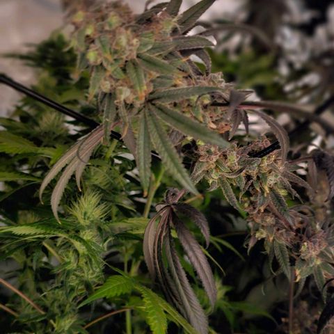 Strawberry Shortcake growlog timeline photo