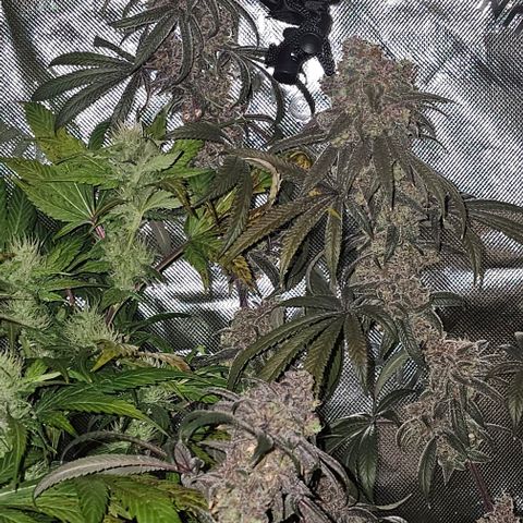 Strawberry Shortcake growlog timeline photo