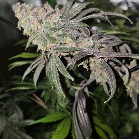 Strawberry Shortcake growlog timeline photo