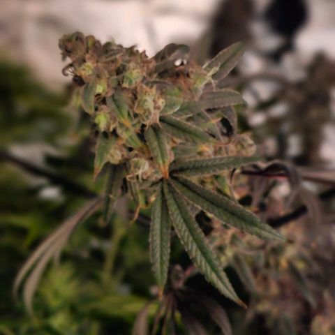 Strawberry Shortcake growlog timeline photo