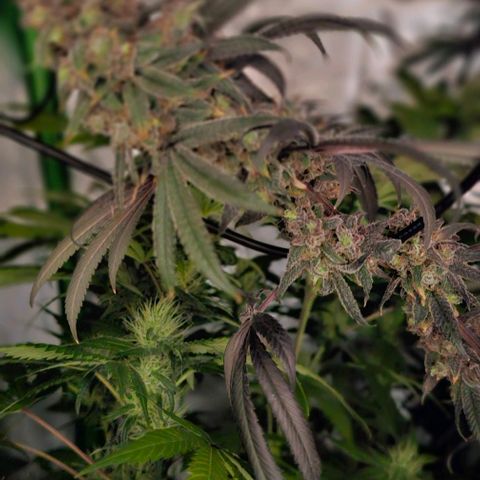 Strawberry Shortcake growlog timeline photo